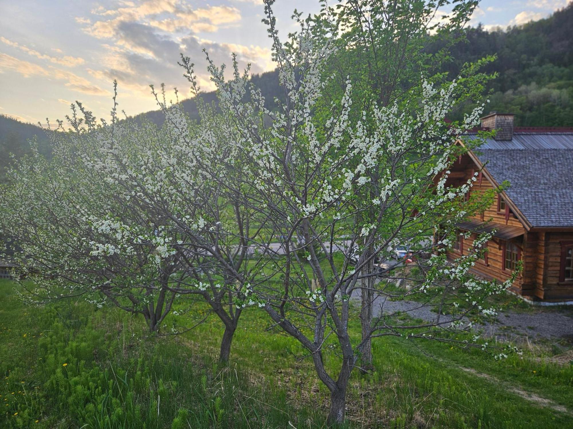 Le Repaire Viking Bed & Breakfast Sainte-Rose-du-Nord Dış mekan fotoğraf